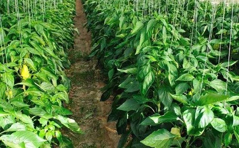 微生物肥料與普通有機(jī)肥肥效對比