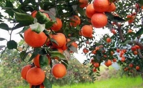 柑橘樹(shù)什么時(shí)候下肥料最好