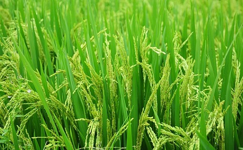 農(nóng)作物