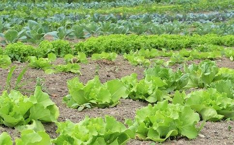 有機(jī)蔬菜 有機(jī)蔬菜